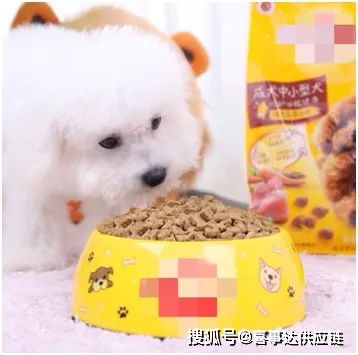 美國寵物用品銷量攀升 趨勢分析與產(chǎn)品分類指南