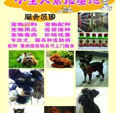 國(guó)內(nèi)寵物貓養(yǎng)殖基地與上海寵物繁殖基地及用品銷售全指南