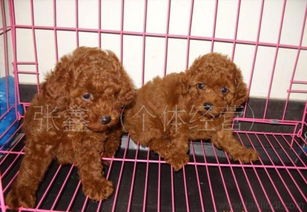純種泰迪犬特惠出售｜品質有保障，可上門選寵，寵物用品一站式購齊